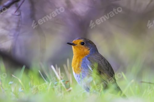 Preview: Cute Bird Robin. Green, Purple Forest Background. Bird: European Robin. Erithacus Rubecula.