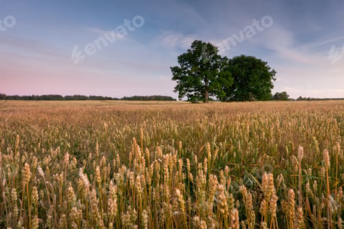 Preview: Cereal Fields At Sunset
