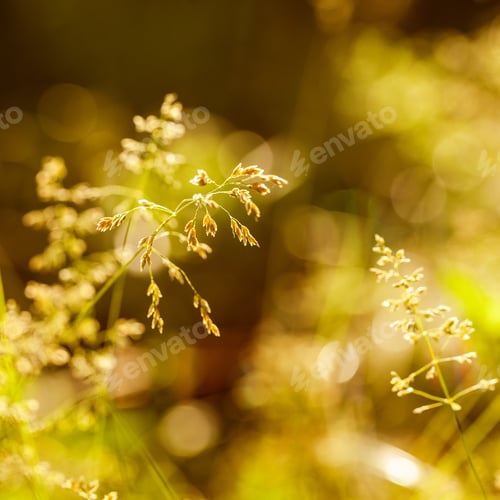 Preview: Green Plants Isolated On Natural Background With Beautiful Bokeh And Contour Light