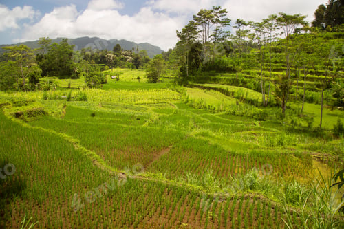 Preview: Paddy Fields Or Sawa Landscape With Growing Rice Plants