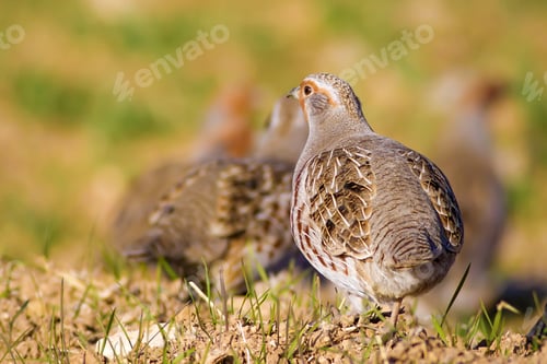 Preview: Partridges. Colorful Nature Background. Bird: Grey Partridge. Perdix Perdix.