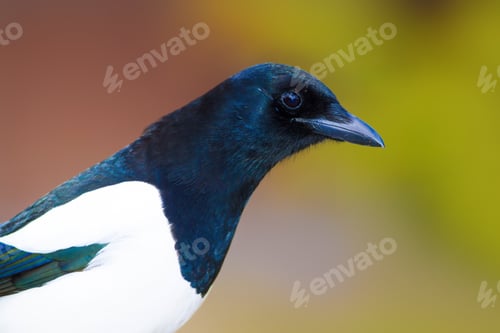 Preview: Black White Bird. Colorful Nature Background. Eurasian Magpie / Pica Pica