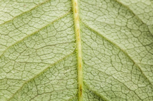 Preview: Macro Shot Of Green Leaf Texture With Veins