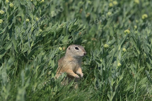 Preview: European Ground Squirrel (Spermophilus Citellus) Rana- Czech Republic