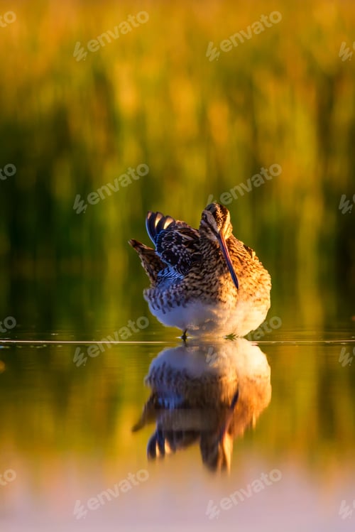 Preview: Nature And Bird. Nature Background. Bird: Common Snipe. Gallinago Gallinago.