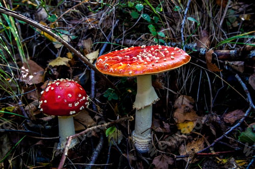 Preview: The Toxic Mushroom Amanita Muscaria At Kendlmuehlfilz Near Grassau, An Upland Moor In Southern