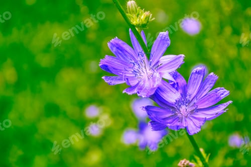 Preview: Bright Flowers Of Chicory On The Background Of The Summer Landscape.