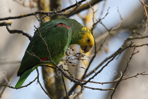 Preview: Yellow-Headed Amazon (Amazona Oratrix), Park, Stuttgart, Baden-Wuerttemberg