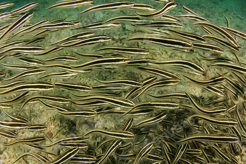Preview: Shoal Of Striped Eel Catfish