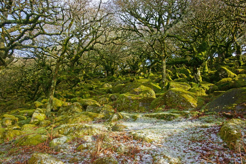 Preview: Snow, Lichen And Moss Covered Oak Trees And Boulders Inside The Ancient Woodland Of Wistman’S Wood