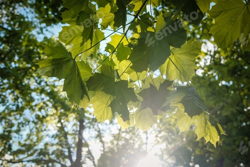 Preview: Abstract Nature Background. Beautiful Park Background At Sunset