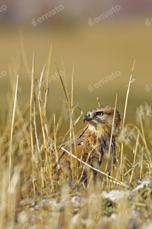 Preview: Buzzard. Natural Background.