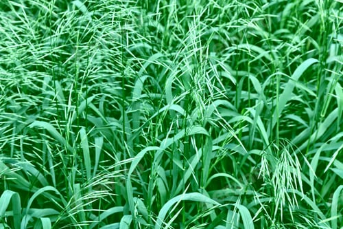 Preview: Blurred Image Of Grass. Summer Colorful Abstract Background.