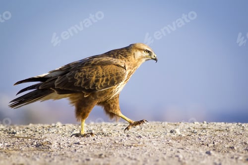 Preview: Wild Bird Hawk Blue Sky Background Long-Legged Buzzard / Buteo Rufinus