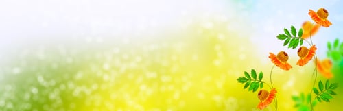 Preview: Colorful Chrysanthemum Flowers. Natural Floral Background.