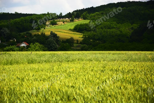 Preview: A Field With Green Wheat, Ear Of Wheat