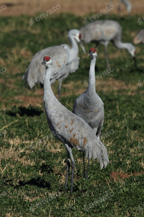 Preview: Sandhill Crane Bosque Del Apache Wildlife Reserve New Mexico Usa