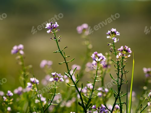 Preview: Closeup Of Beautiful Green Plants With Blur Background Nature