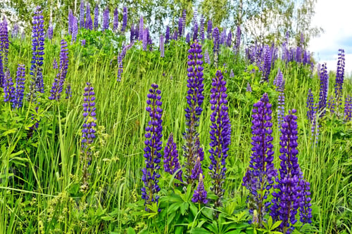 Preview: Summer Landscape With Beautiful Bright Lupine Flowers
