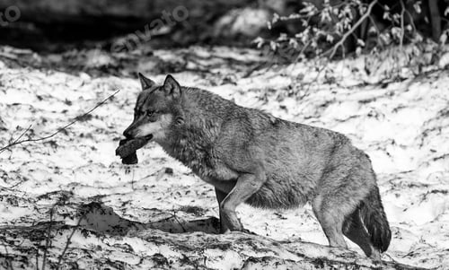 Preview: Wolves In The Bavarian Forest National Park, Bavaria, Germany
