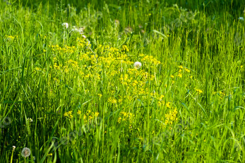 Preview: Spring Blooming Field - Bright Green Plants, Grass And Wildflowers With Young Foliage On A Bright
