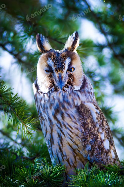 Preview: Forest And Owl. Green Pine Tree Background.