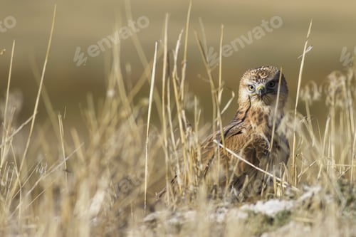Preview: Bird Of Prey. Yellow Nature Background Bird: Long Legged Buzzard. Buteo Rufinus.