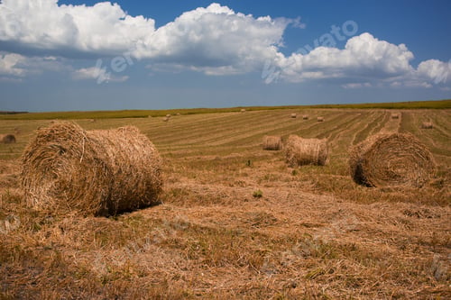 Preview: Hay Bales On The Field After Harvest