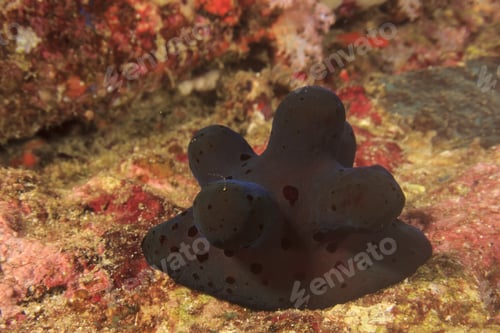 Preview: Maldives Sponge Snail