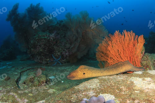 Preview: Moray Eel Swims Over Coral Reef