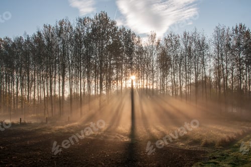 Preview: Rays Of Sunlight Falling Through A Line Of Trees In East-Flanders
