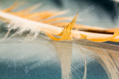 Preview: Colorful Hen Feather With Details And Reflexions