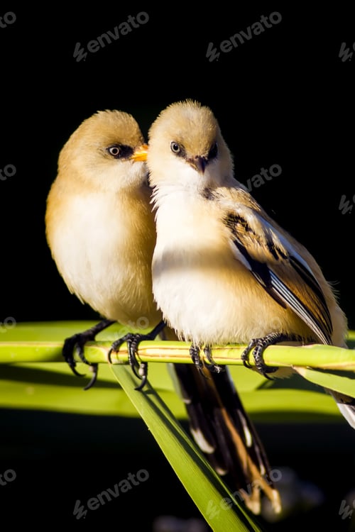 Preview: Romantic Birds. Black Nature Background. Bearded Reedling / Panurus Biarmicus