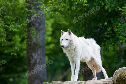 Preview: Large Adult Arctic Wolf In The Forest