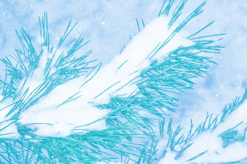 Preview: Frozen Winter Forest With Snow Covered Trees. Outdoor