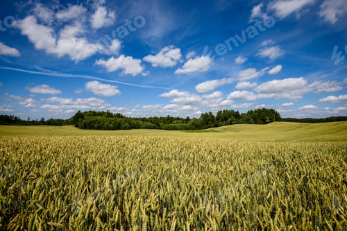 Preview: Harvest Ready Wheat Fields In Late Summer Under Blue Sky With White Clouds In. Countryside