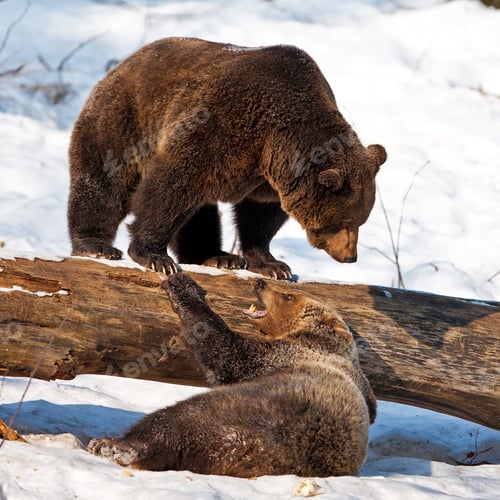 Preview: Brown Bears (Ursus Arctos) In The Bayerischer Wald National Park, Bayern, Germany