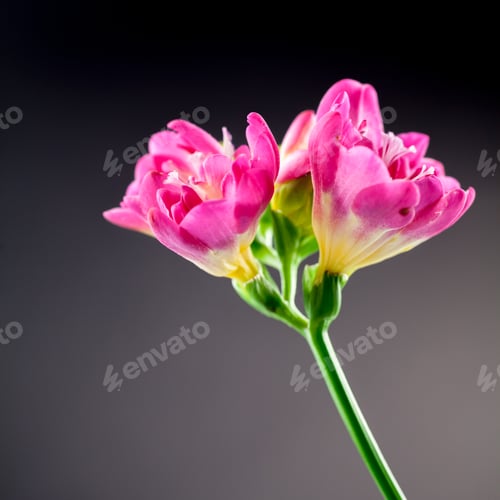 Preview: Beautiful Freesia Flower With Details