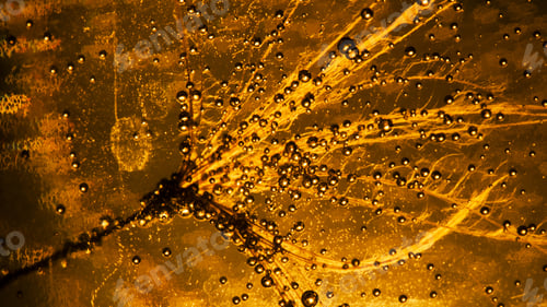 Preview: Colorful Underwater Dandelion Seeds With Bubbles
