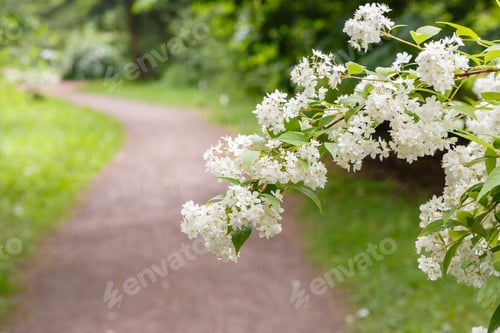 Preview: Landscape In The Spring Garden With Flowering Shrubs And A Path. White Flowers Of Deutzie (