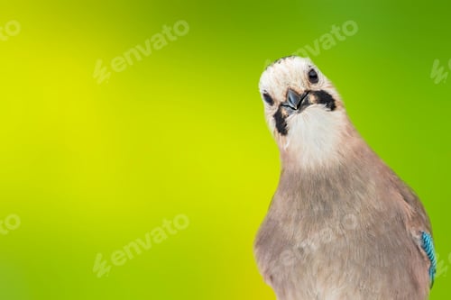 Preview: Cute Bird. Bird Portrait. Green Nature Background.