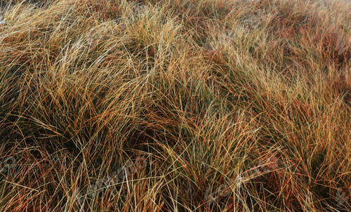 Preview: Mountain Grass Background