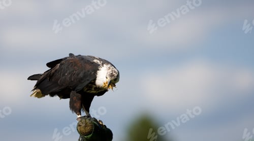 Preview: African Fish Eagle (Haliaeetus Vocifer)