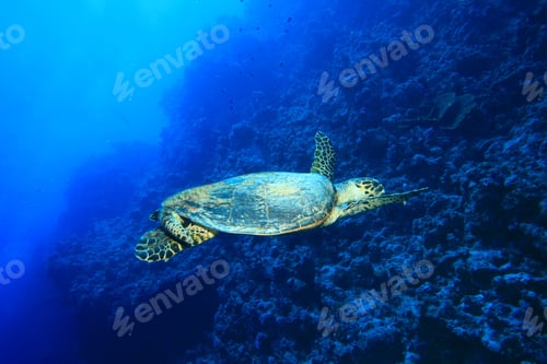 Preview: Hawksbill Turtle (Eretmochelys Imbricata)
