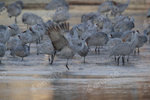 Preview: Sandhill Crane Bosque Del Apache Wildlife Reserve New Mexico Usa