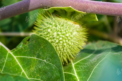 Preview: Devil'S Trumpet, Datura Metel, In The Garden, Close Up.