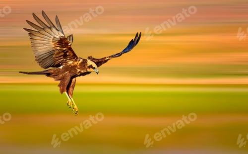 Preview: Flying Bird. Colorful Nature. Motion Blur Background.
