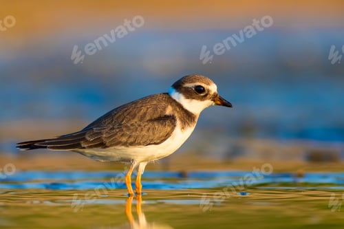Preview: Cute Little Water Bird. Nature Background. Bird: Common Ringed Plover. Charadrius Hiaticula