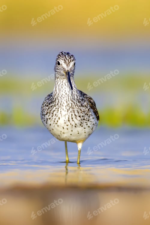 Preview: Cute Bird Sandpiper. Colorful Nature Background Marsh Sandpiper / Tringa Stagnatilis