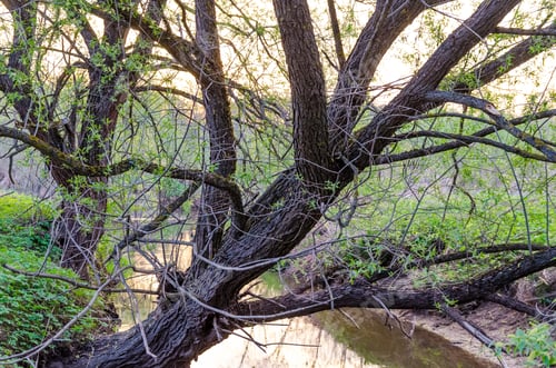 Preview: Beautiful Landscape With A Small River And Trees On Its Shore In Spring. Russia, Moscow Region